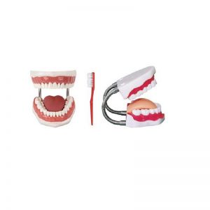 What brand of dental model is good?